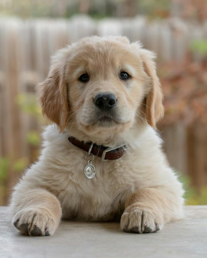 Fluffy Golden Retriever puppy in a brown collar, chilling with its paws out front