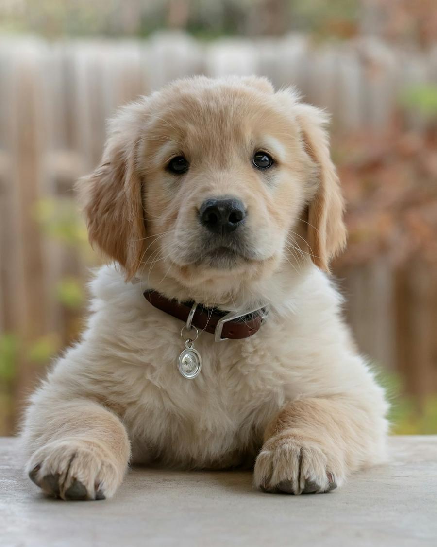 Fluffy Golden Retriever puppy in a brown collar, chilling with its paws out front