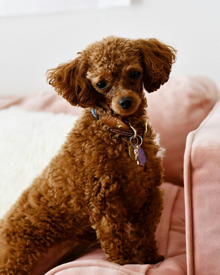 Choco, a red male Poodle Toy puppy