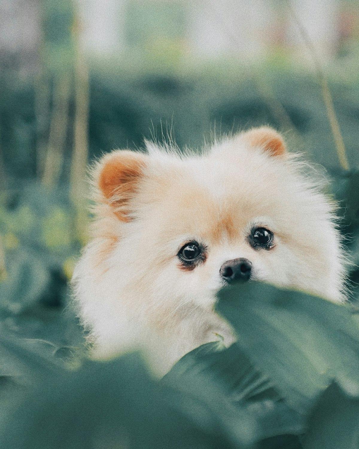Cici, a cream female Pomeranian puppy