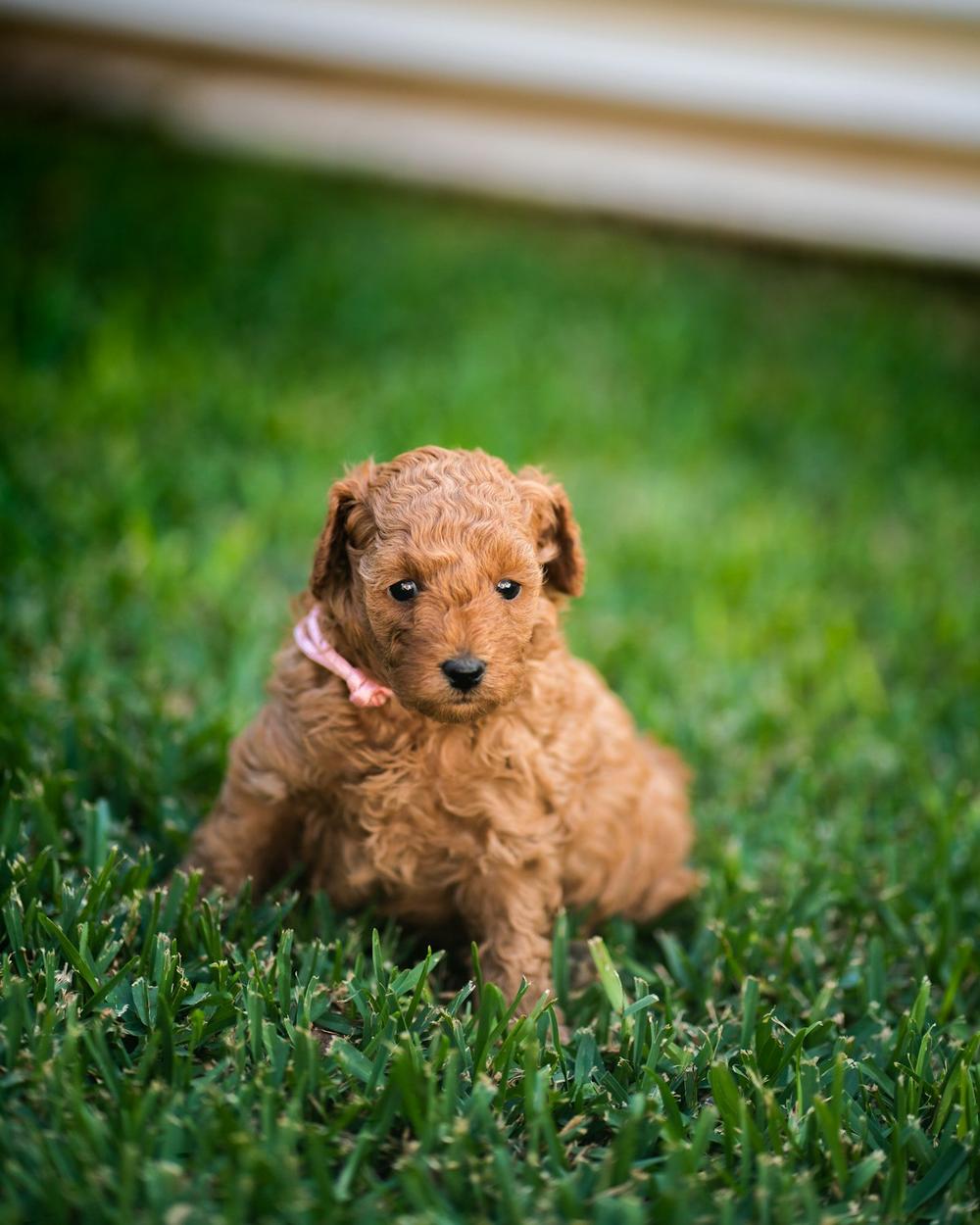 Ruby, puppy Poodle Toy betina warna merah