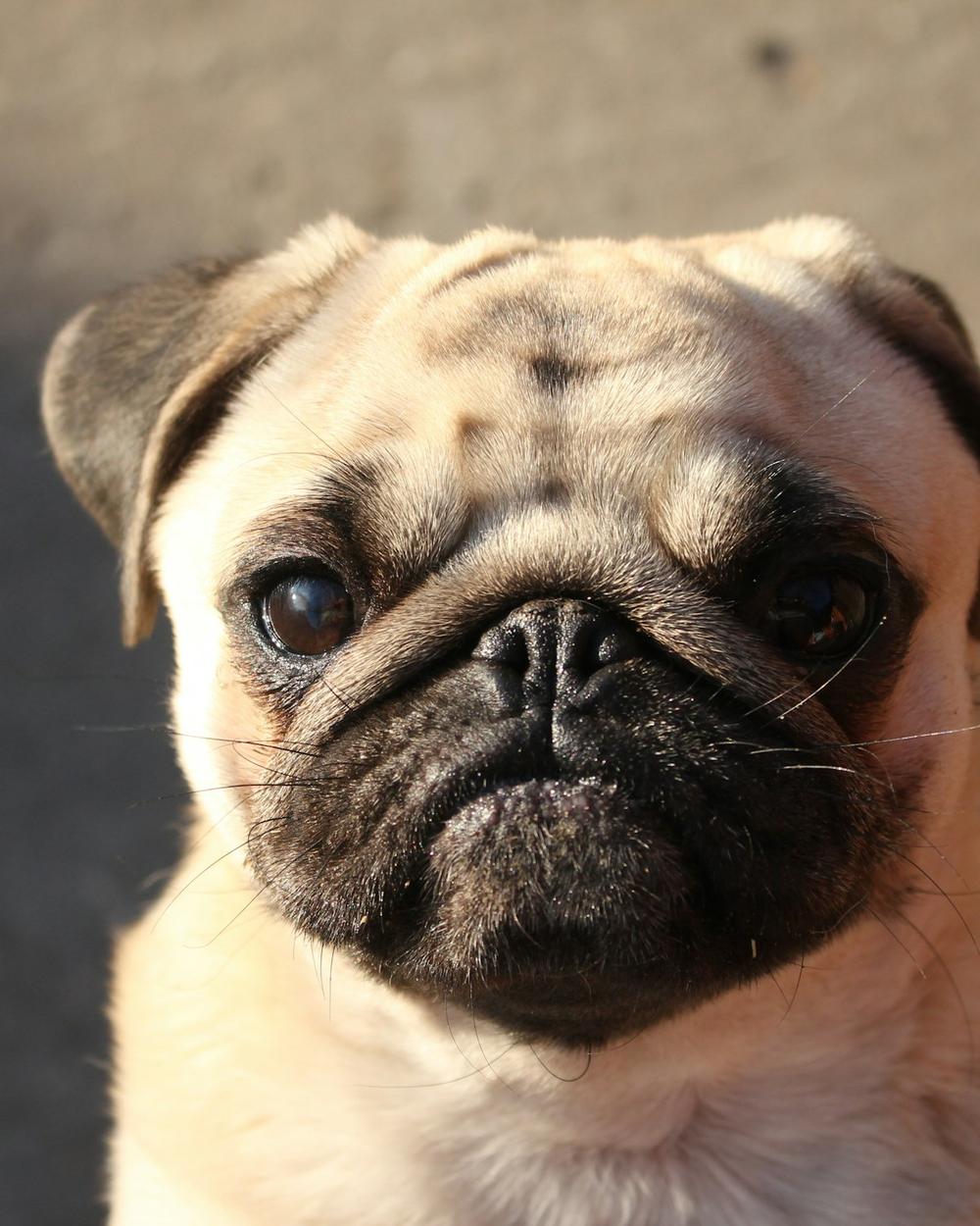 Kopi, a fawn male Pug puppy