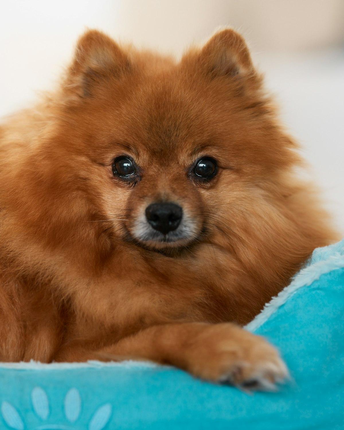 Teddy, a orange male Pomeranian puppy