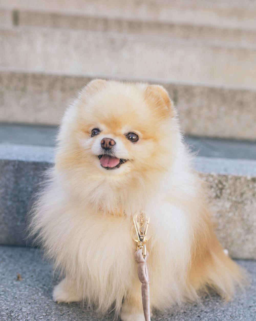 Loli, a white & orange female Pomeranian puppy