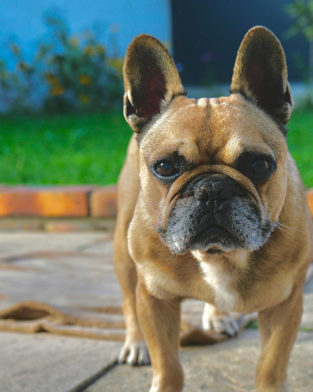 Rocky, a fawn male French Bulldog puppy