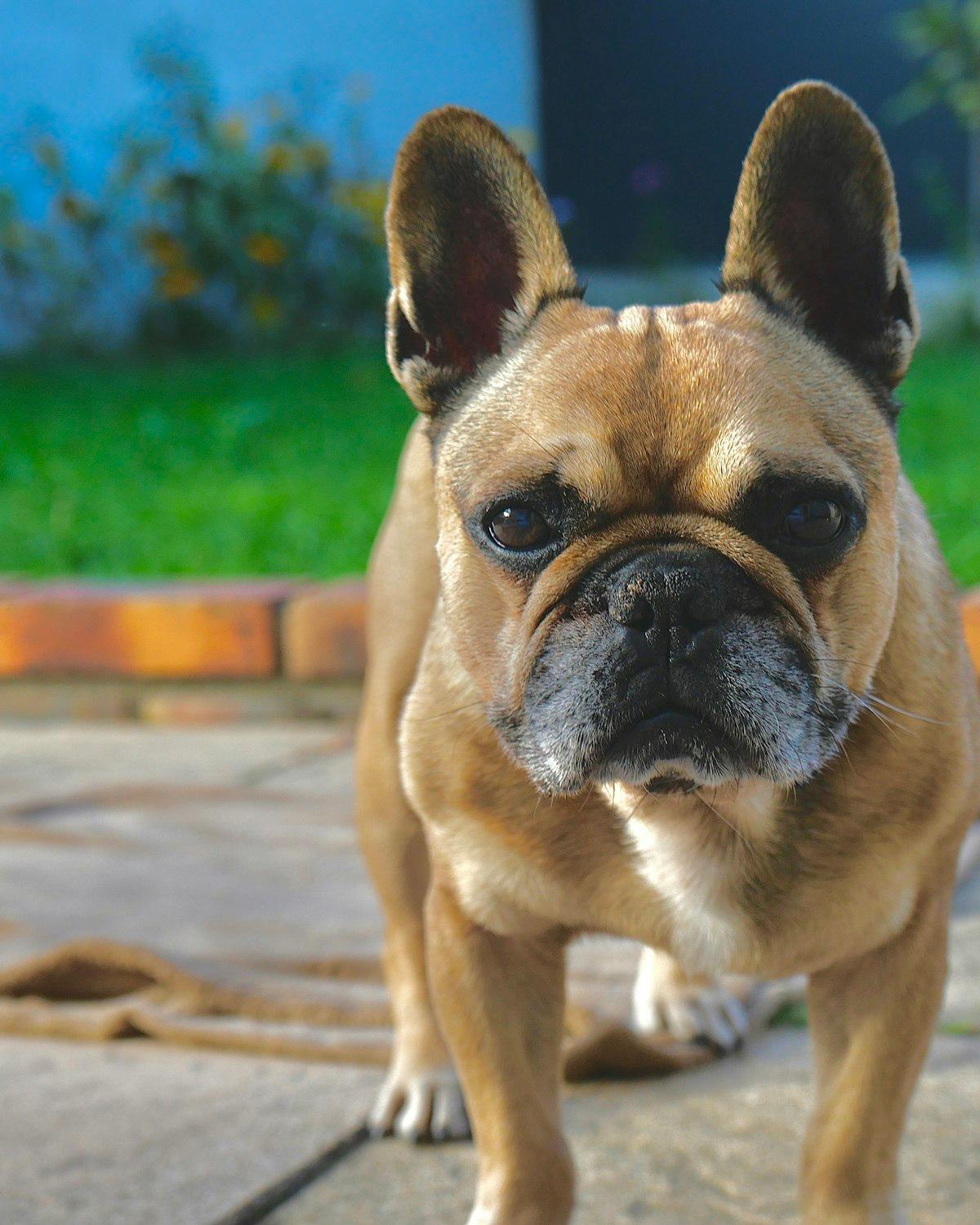 Rocky, a fawn male French Bulldog puppy