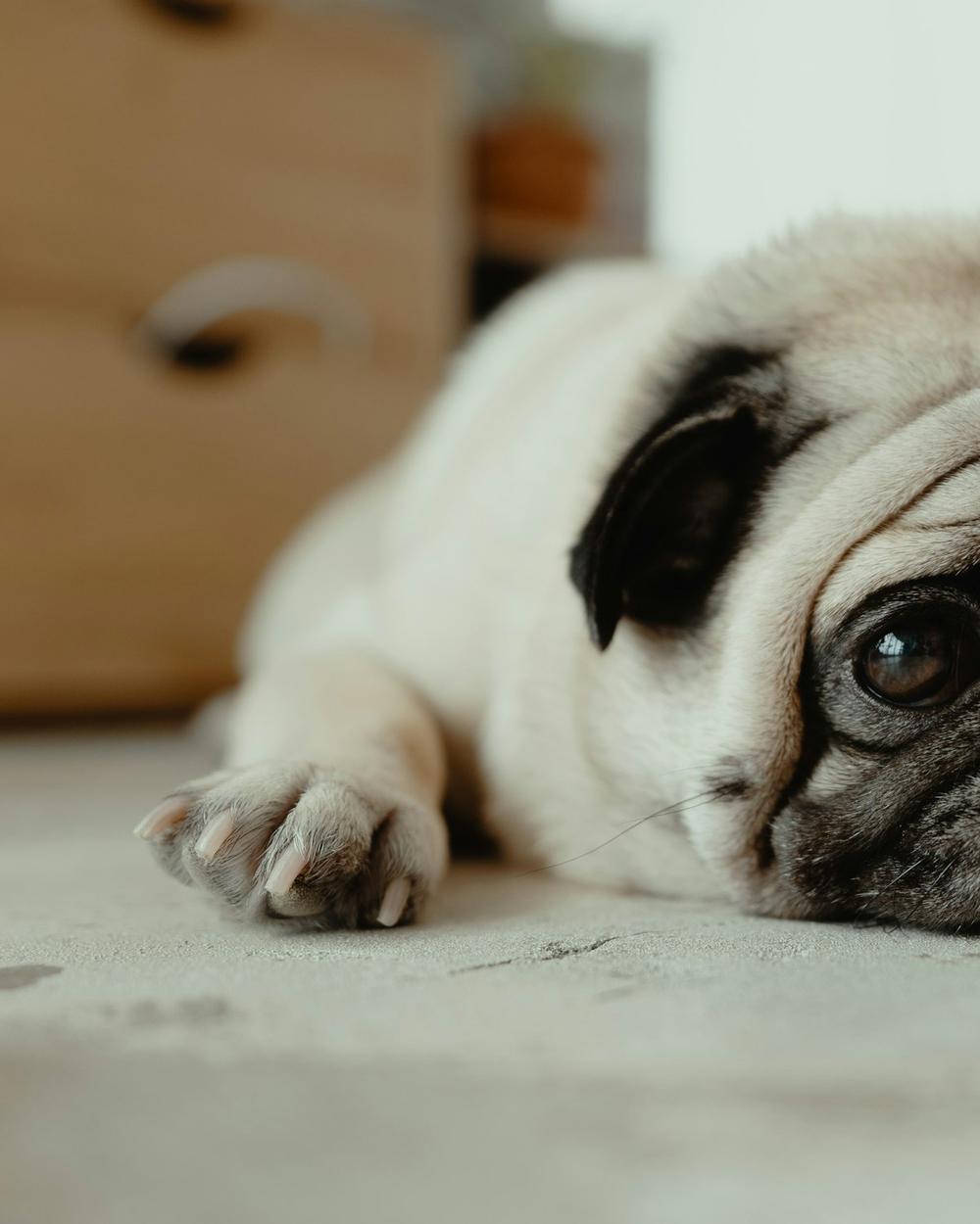 Mochi, a fawn female Pug puppy