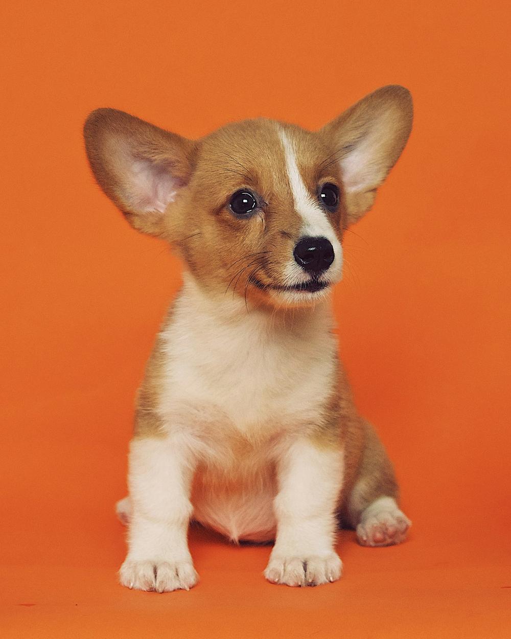 Butter, a red & white female Corgi puppy