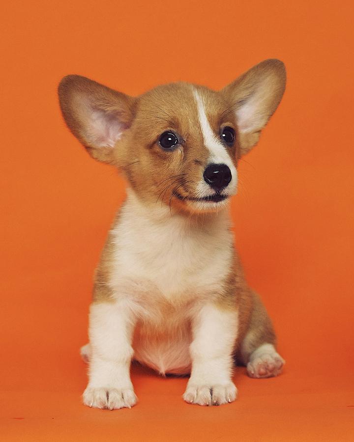 Butter, a red & white female Corgi puppy