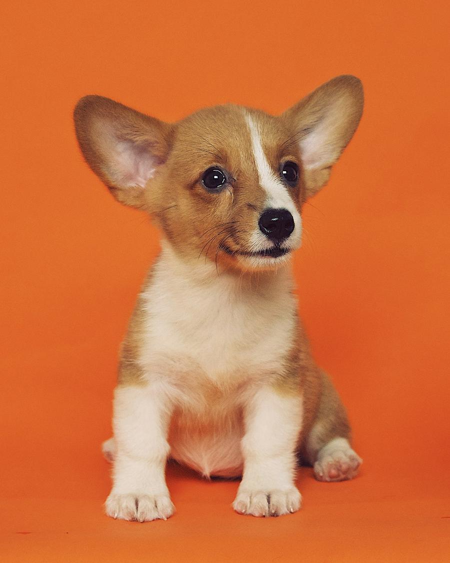 Butter, a red & white female Corgi puppy