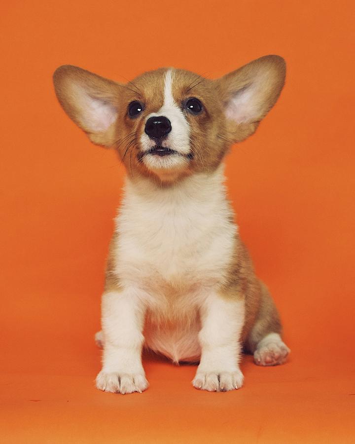 Brown and white Corgi puppy with big ears sitting against an orange background