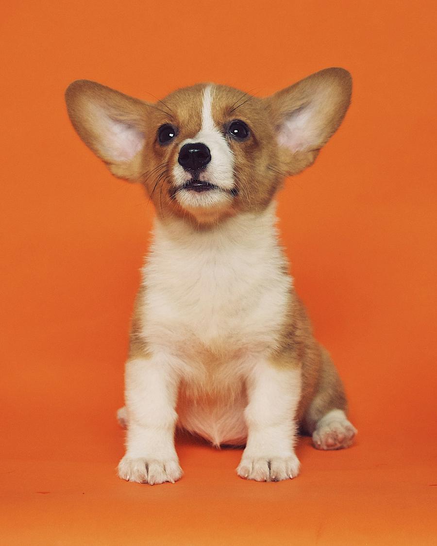 Brown and white Corgi puppy with big ears sitting against an orange background