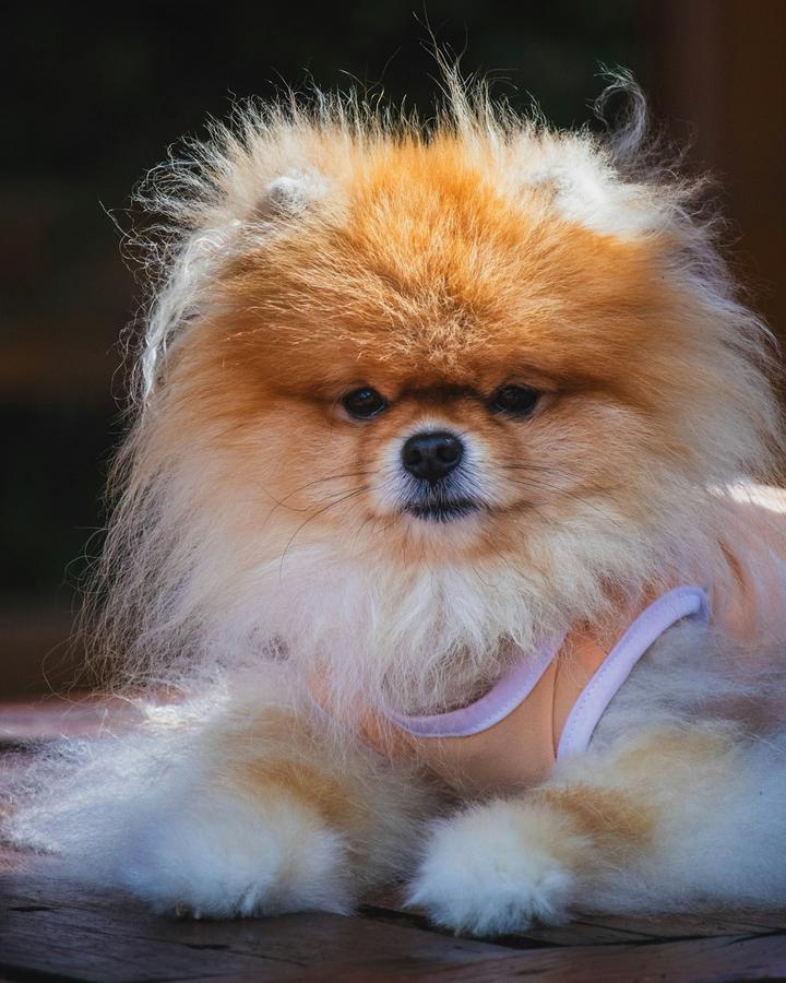 Jeko, a orange sable male Pomeranian puppy