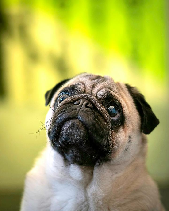 Fawn Pug with a black face looking up at the camera against a green background