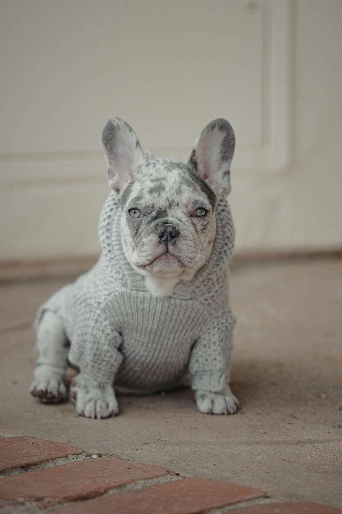Oreo, a merle male French Bulldog Merle puppy
