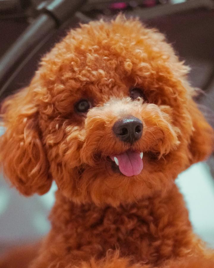 Curly red Toy Poodle with its tongue out, all smiles