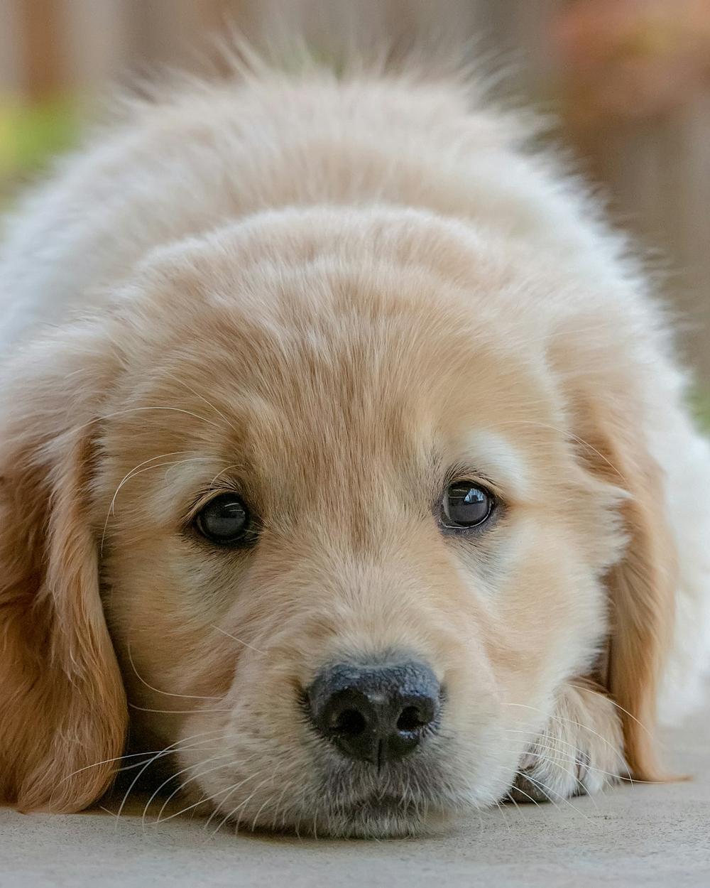 Honey, a golden female Golden Retriever puppy