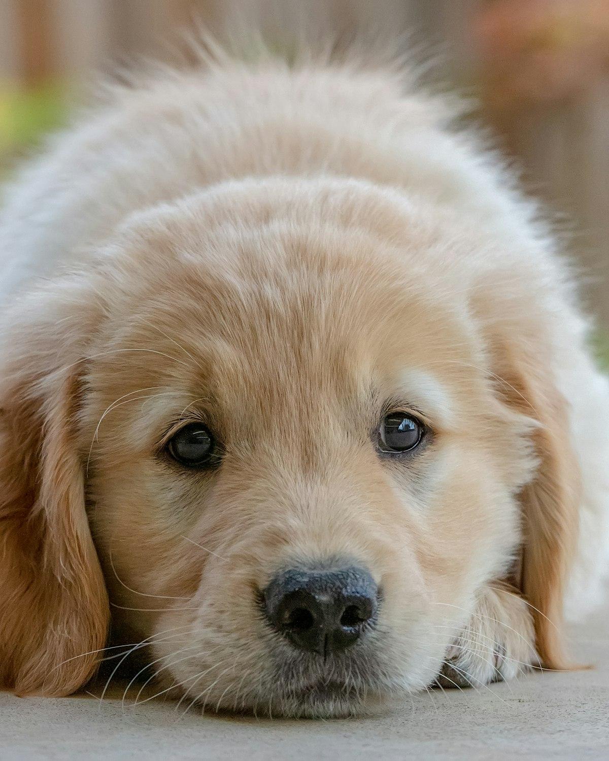Honey, a golden female Golden Retriever puppy