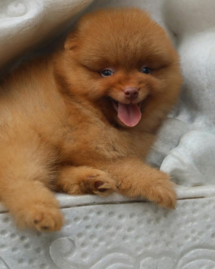 Kiki, a orange female Pomeranian puppy