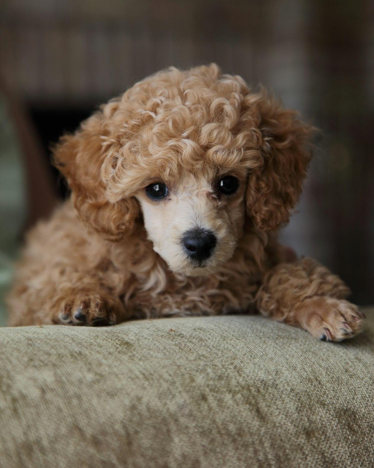 Mocha, a apricot female Poodle Mini puppy