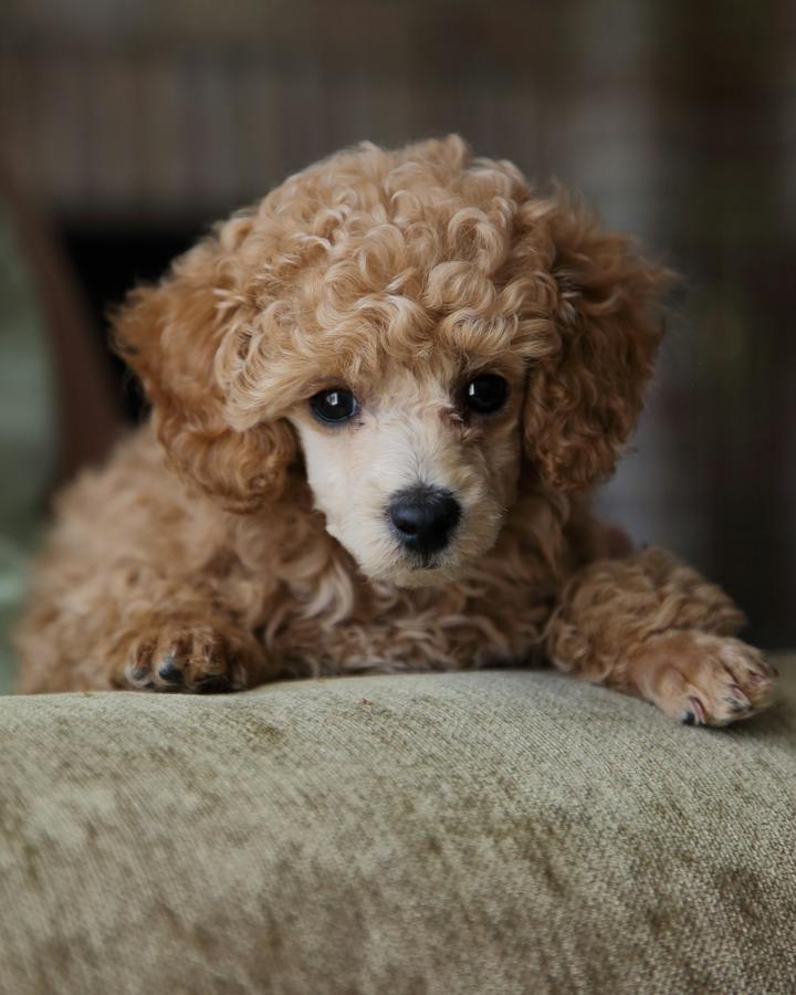 Mocha, a apricot female Poodle Mini puppy