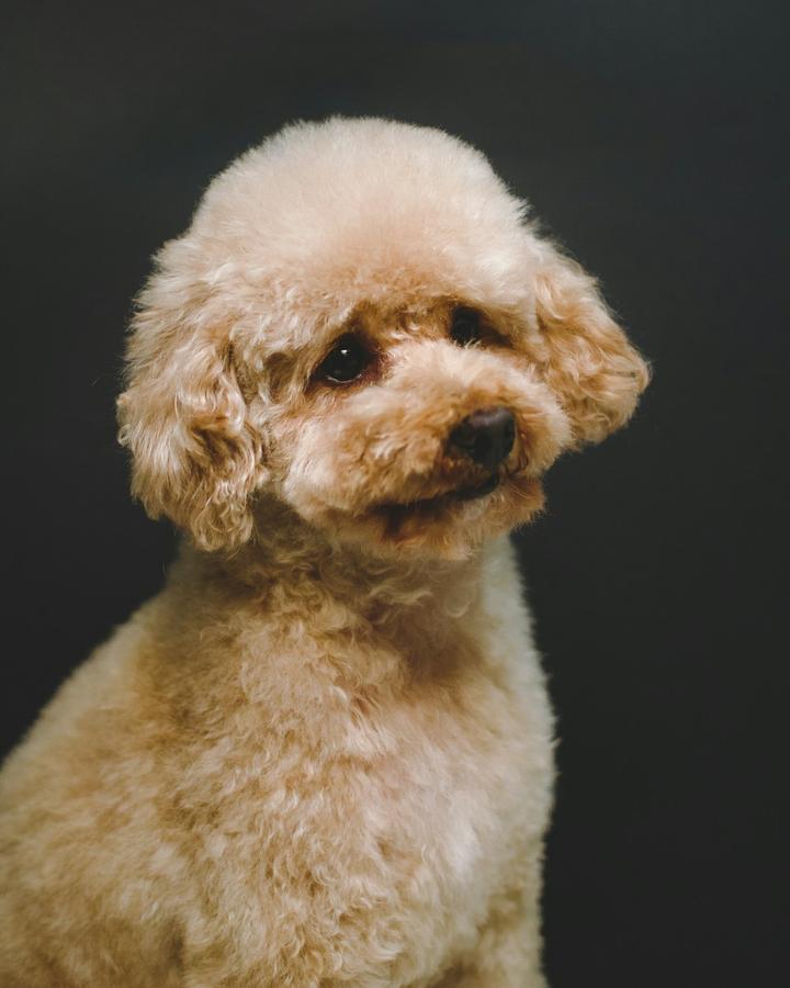 Peach, a apricot female Poodle Mini puppy