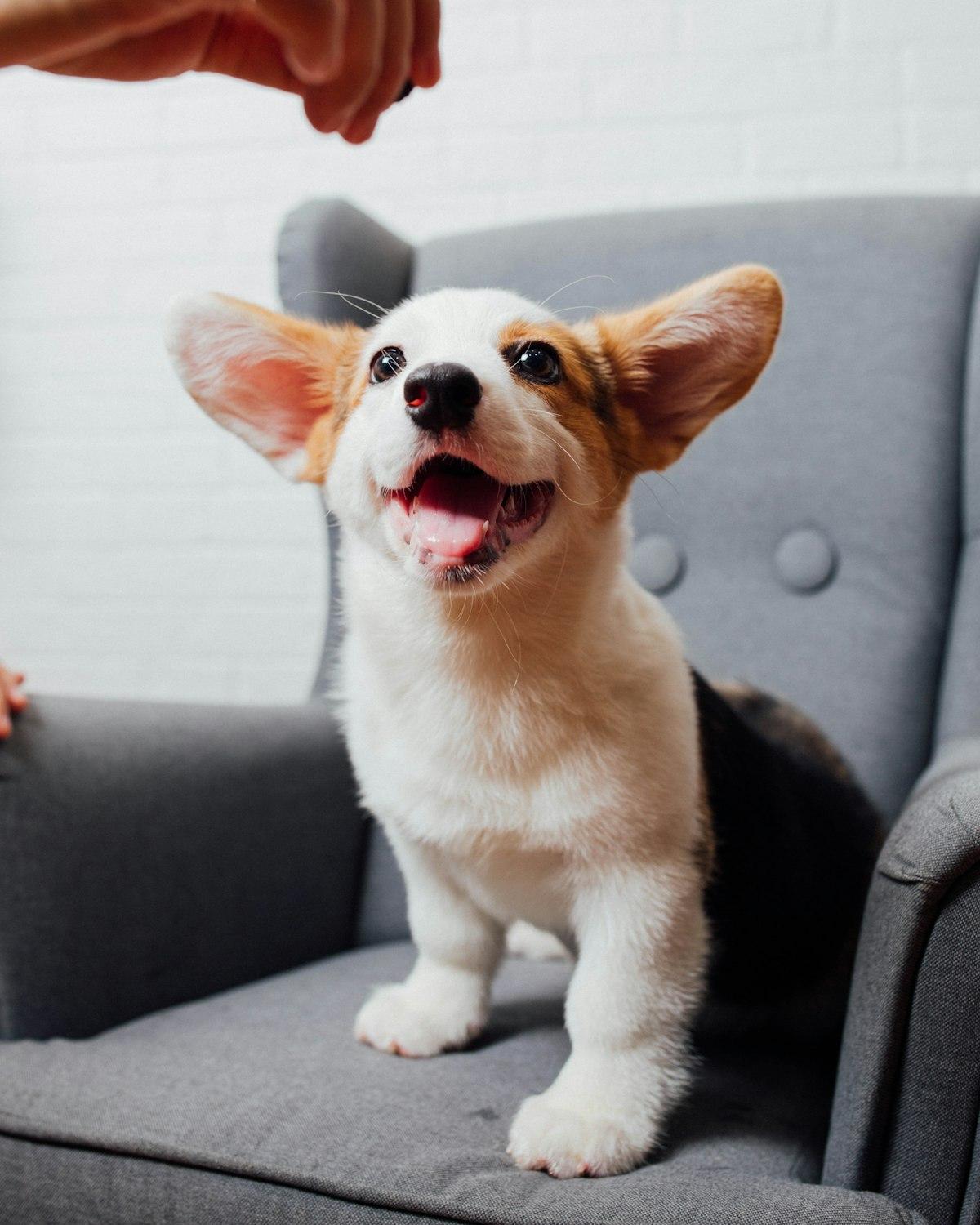 Peanut, a red & white female Corgi puppy