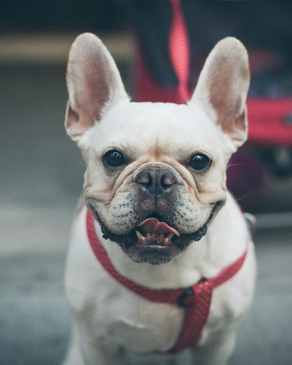 Luna, a cream female French Bulldog puppy