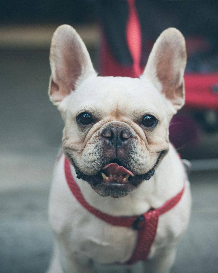 Luna, a cream female French Bulldog puppy