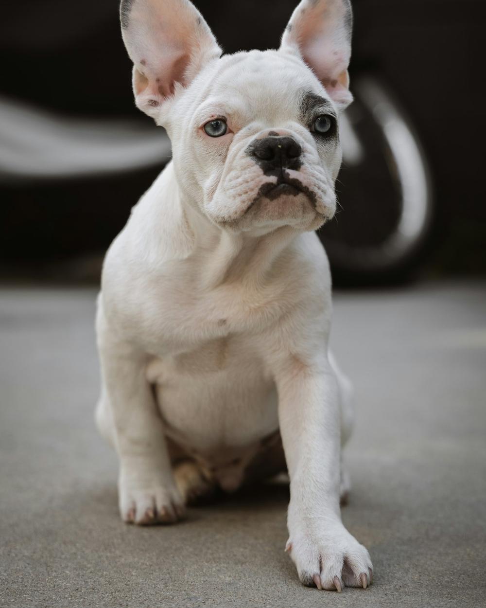 Bella, a cream female French Bulldog puppy