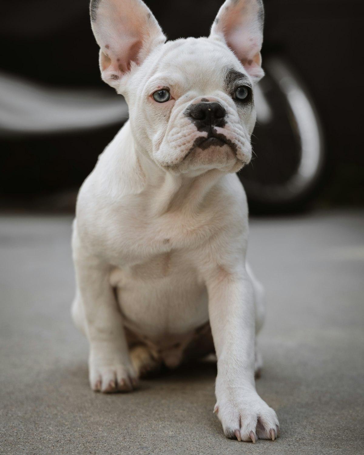 Bella, a cream female French Bulldog puppy