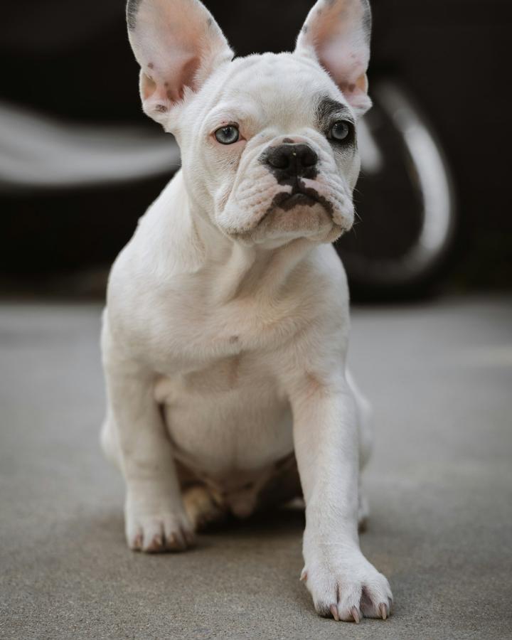 Bella, a cream female French Bulldog puppy