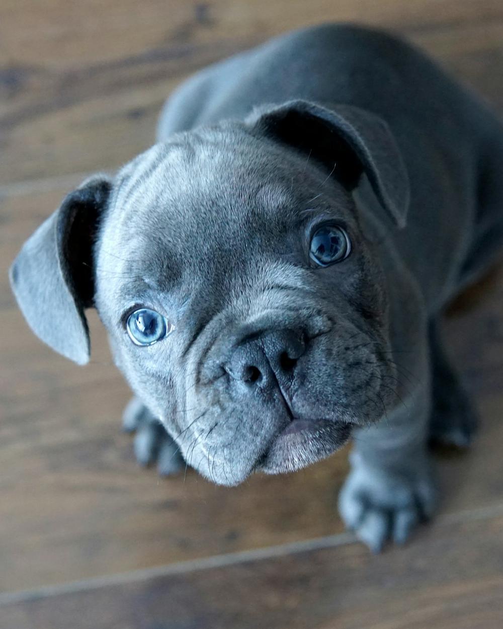 Blue, a blue male French Bulldog puppy