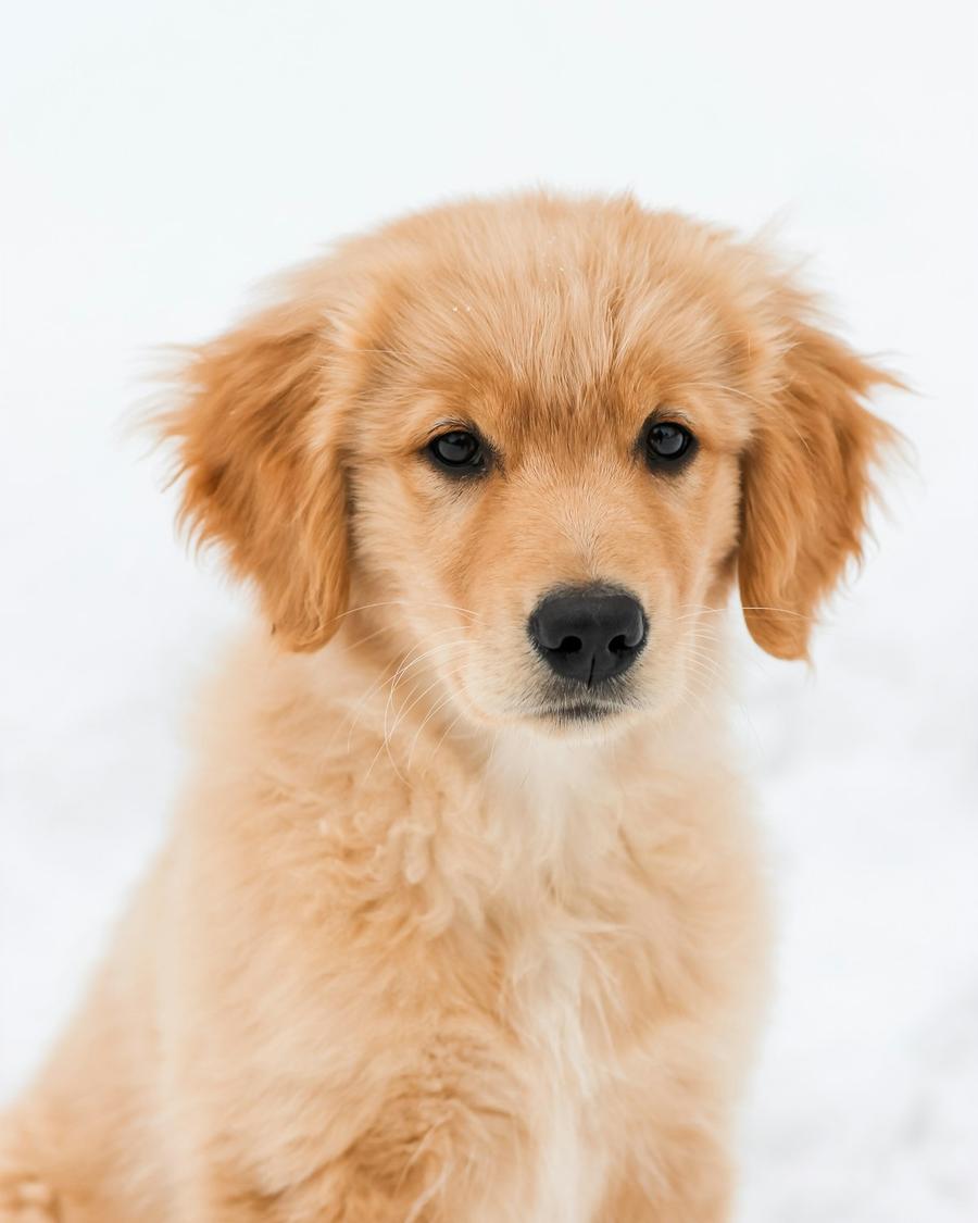 Chery, a golden female Golden Retriever puppy
