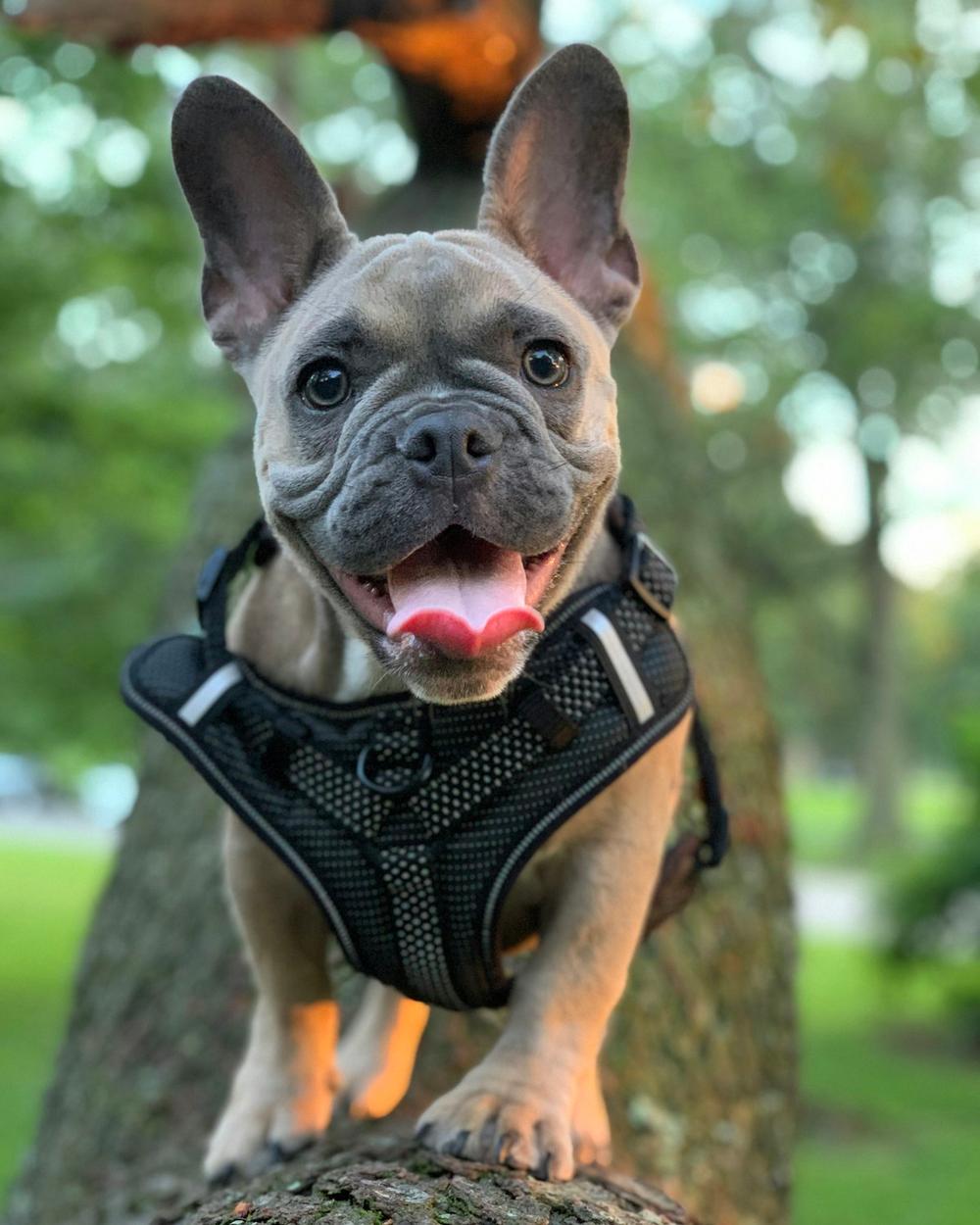 Milo, a blue fawn male French Bulldog puppy