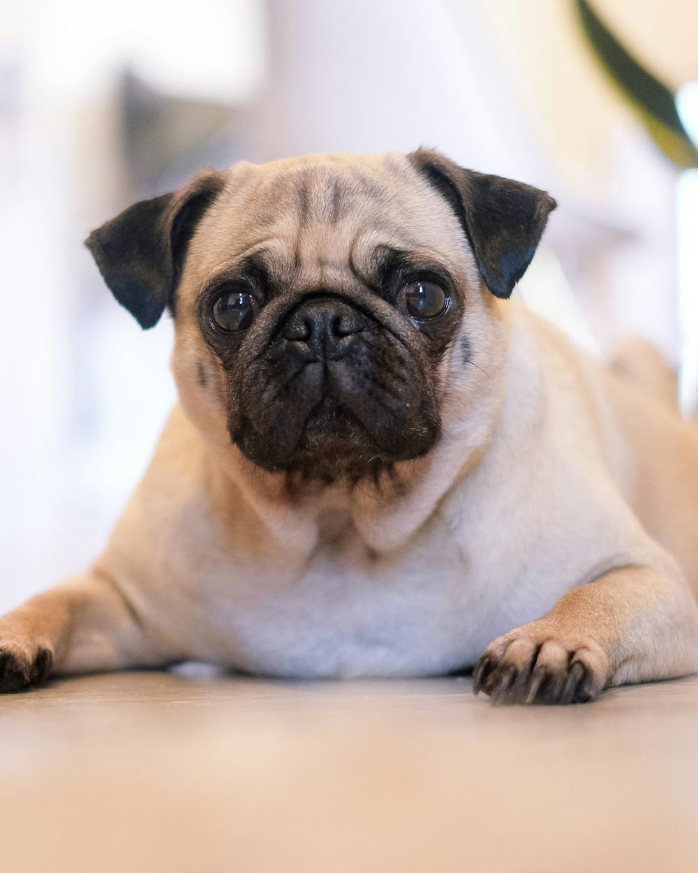 Bobo, a fawn male Pug puppy
