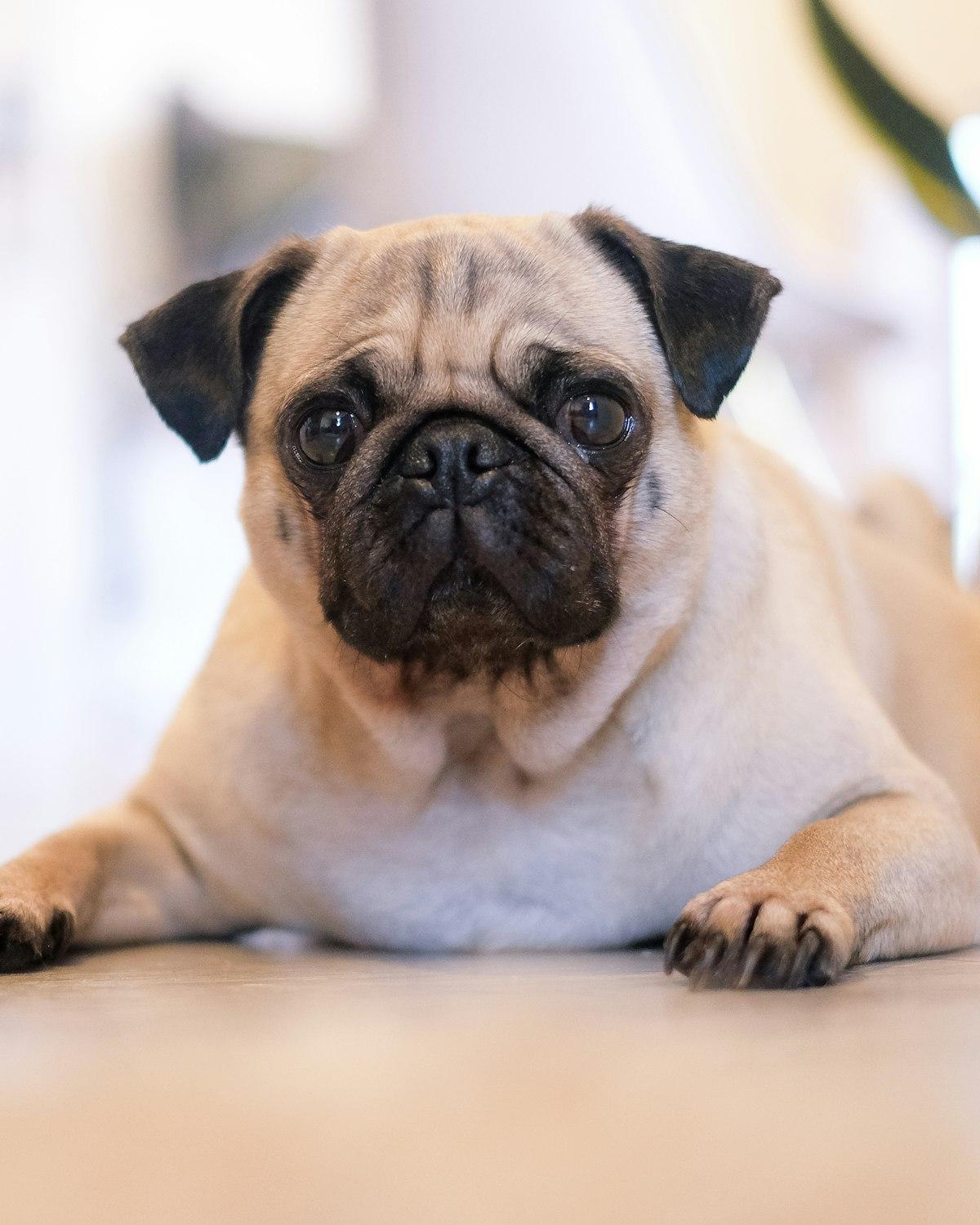 Bobo, a fawn male Pug puppy