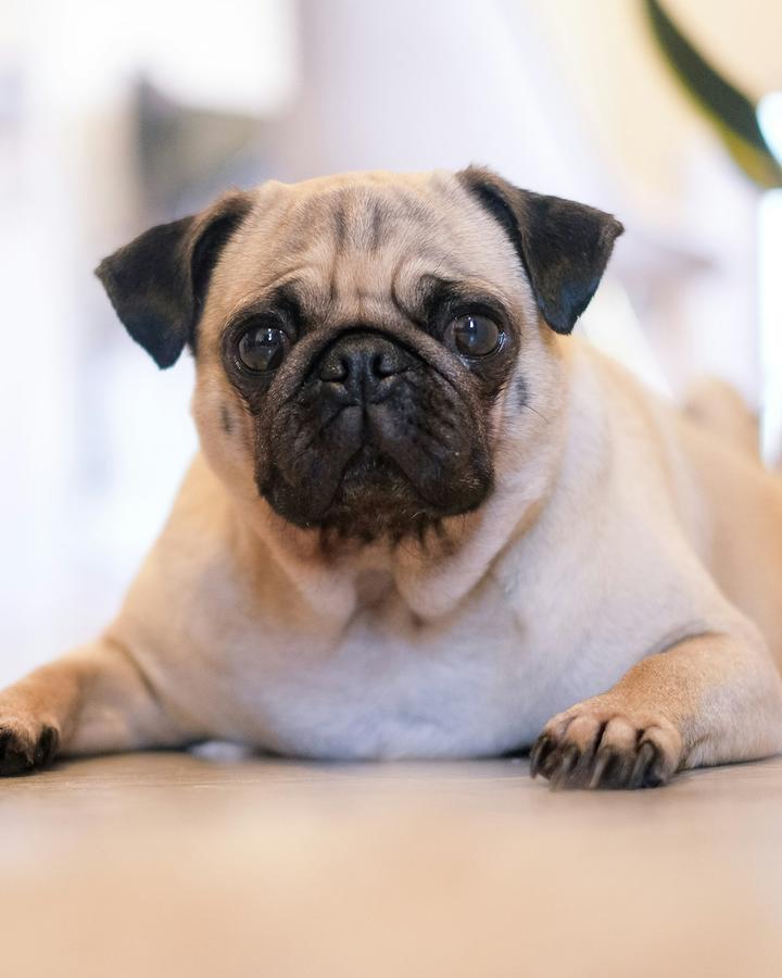 Bobo, a fawn male Pug puppy