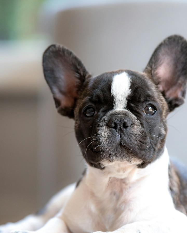 Pied French Bulldog puppy with big bat ears looking straight at the camera