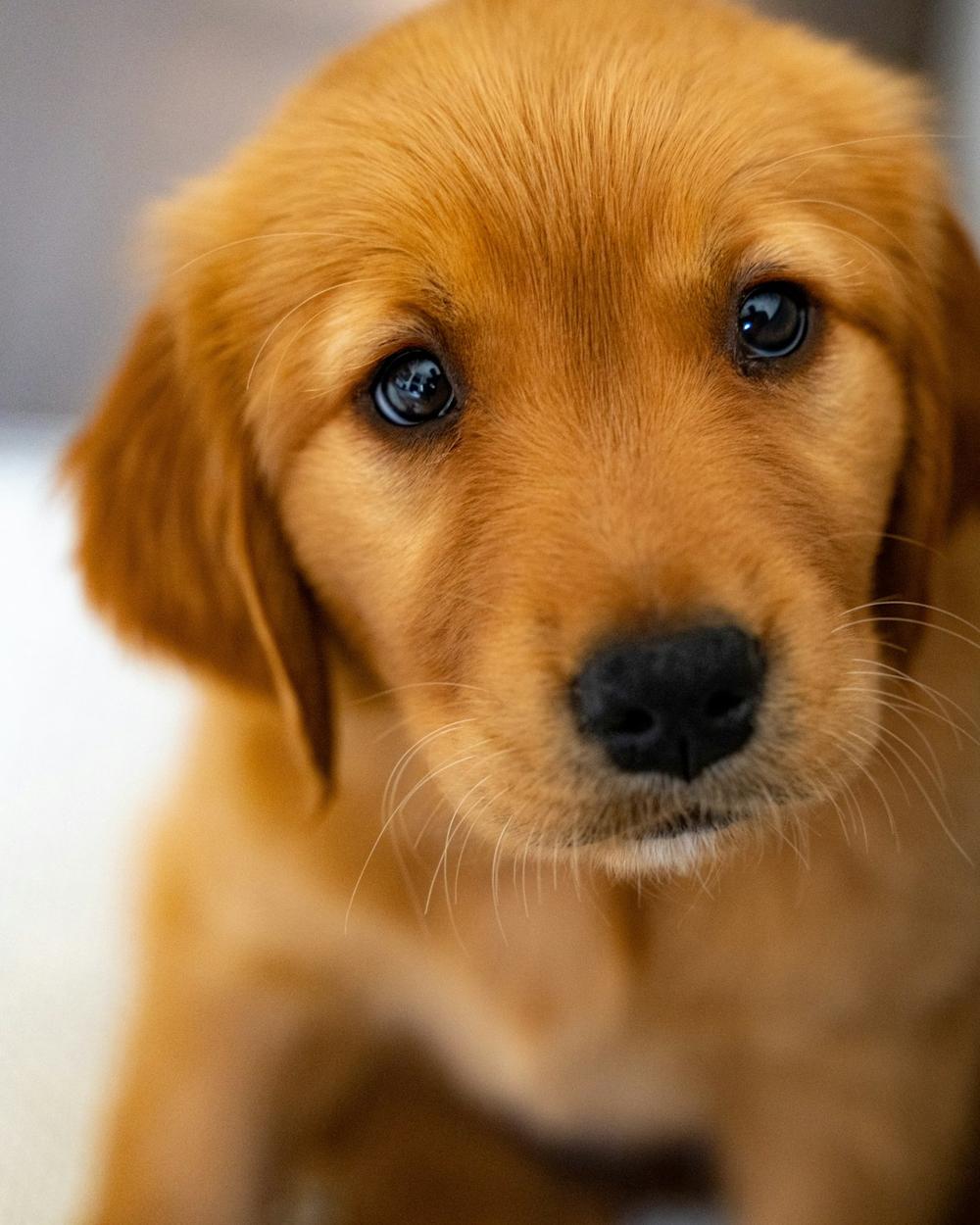 Jaden, a red golden male Golden Retriever puppy