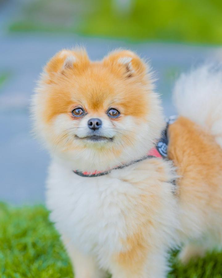 Fluffy orange and white Pomeranian smiling on the grass in a little harness