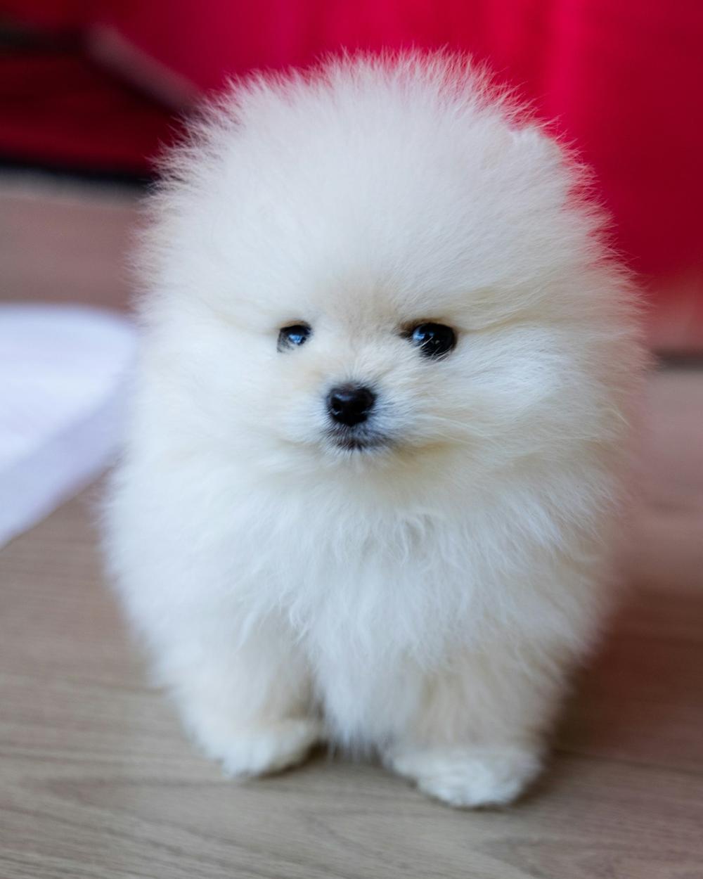 Nala, a cream orange female Pomeranian puppy