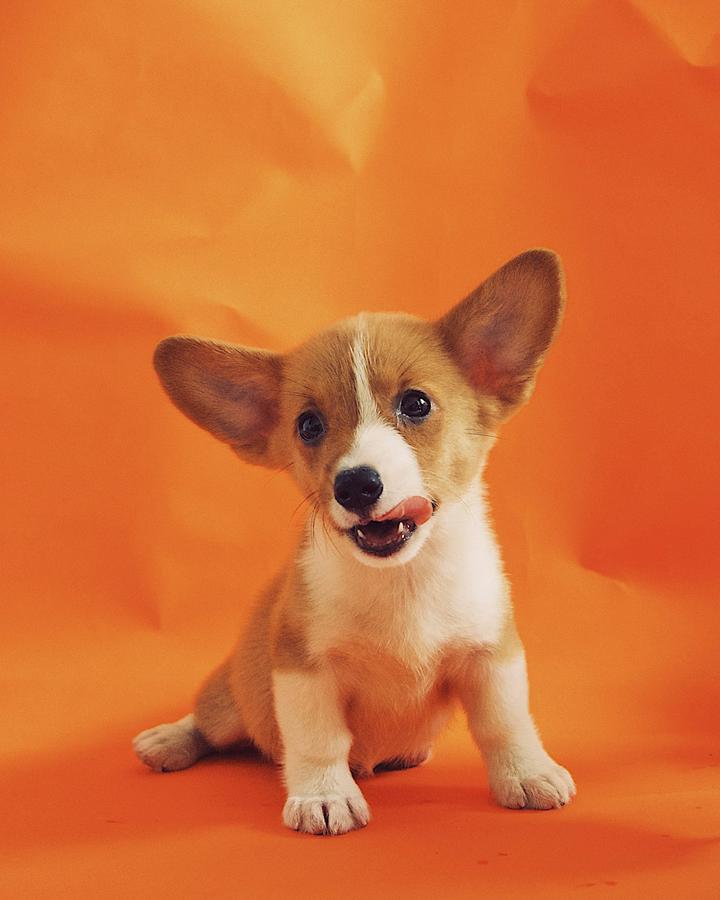 Ollie, a red & white male Corgi puppy