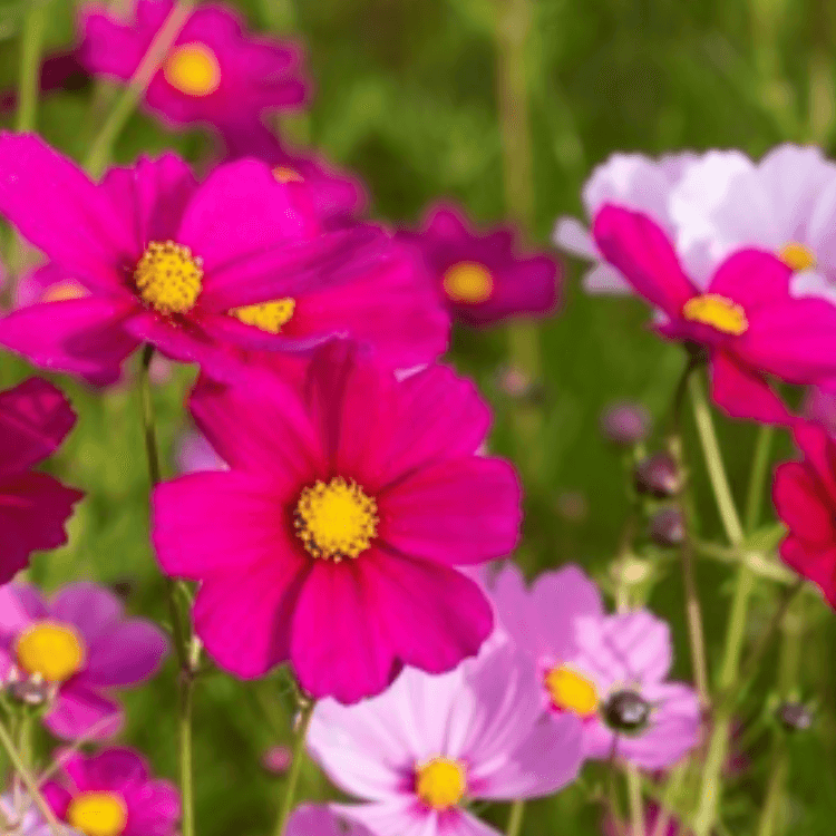 Cosmos