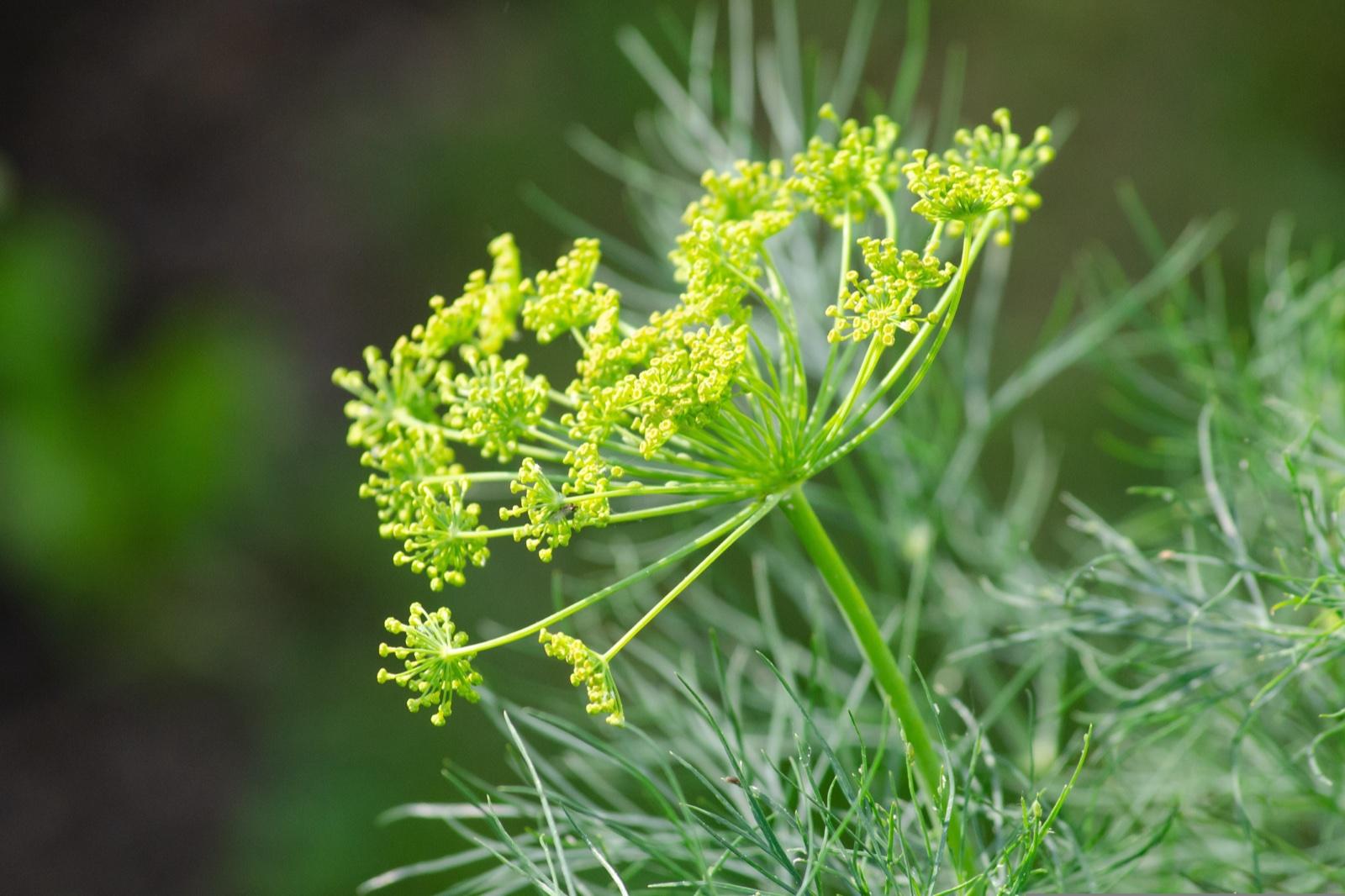 Dill mammoth