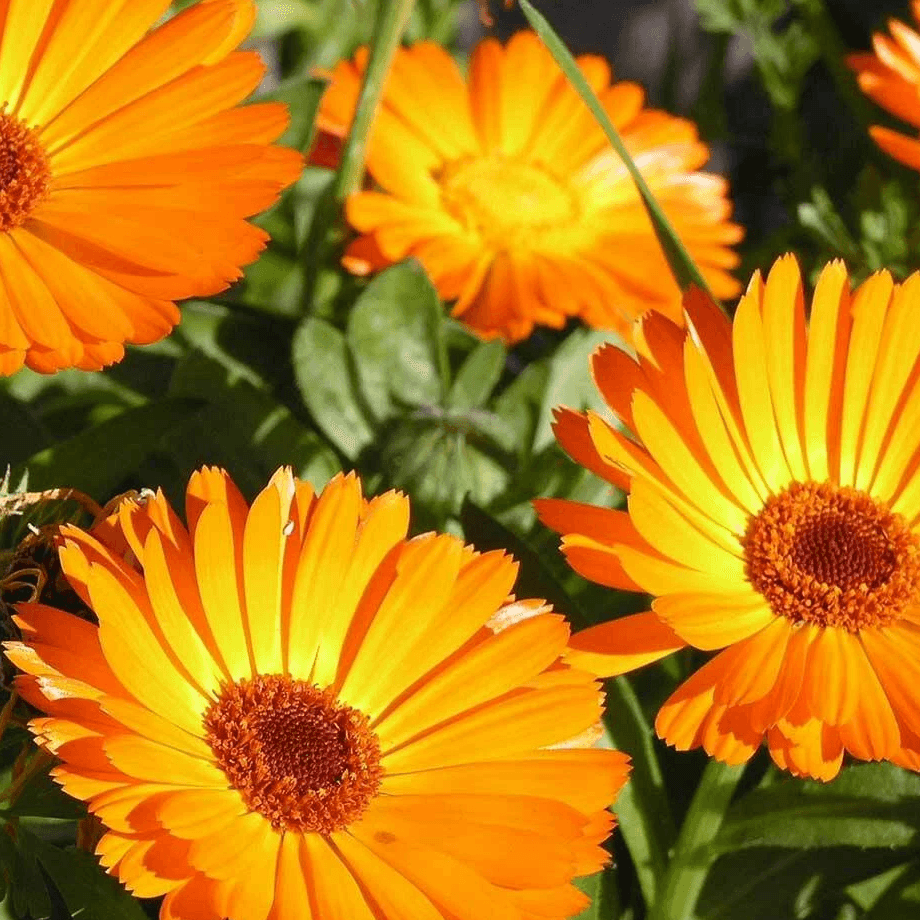 Calendula
