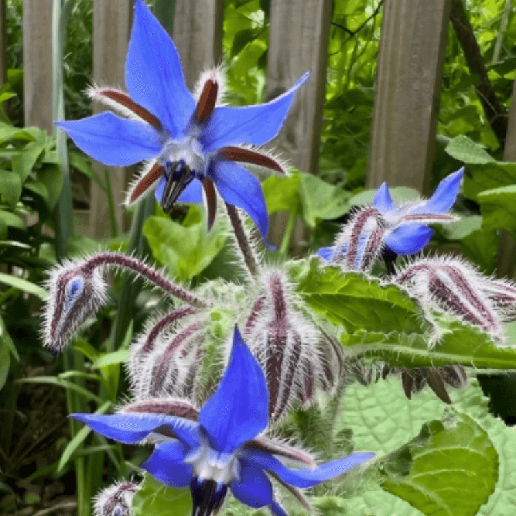 Borage