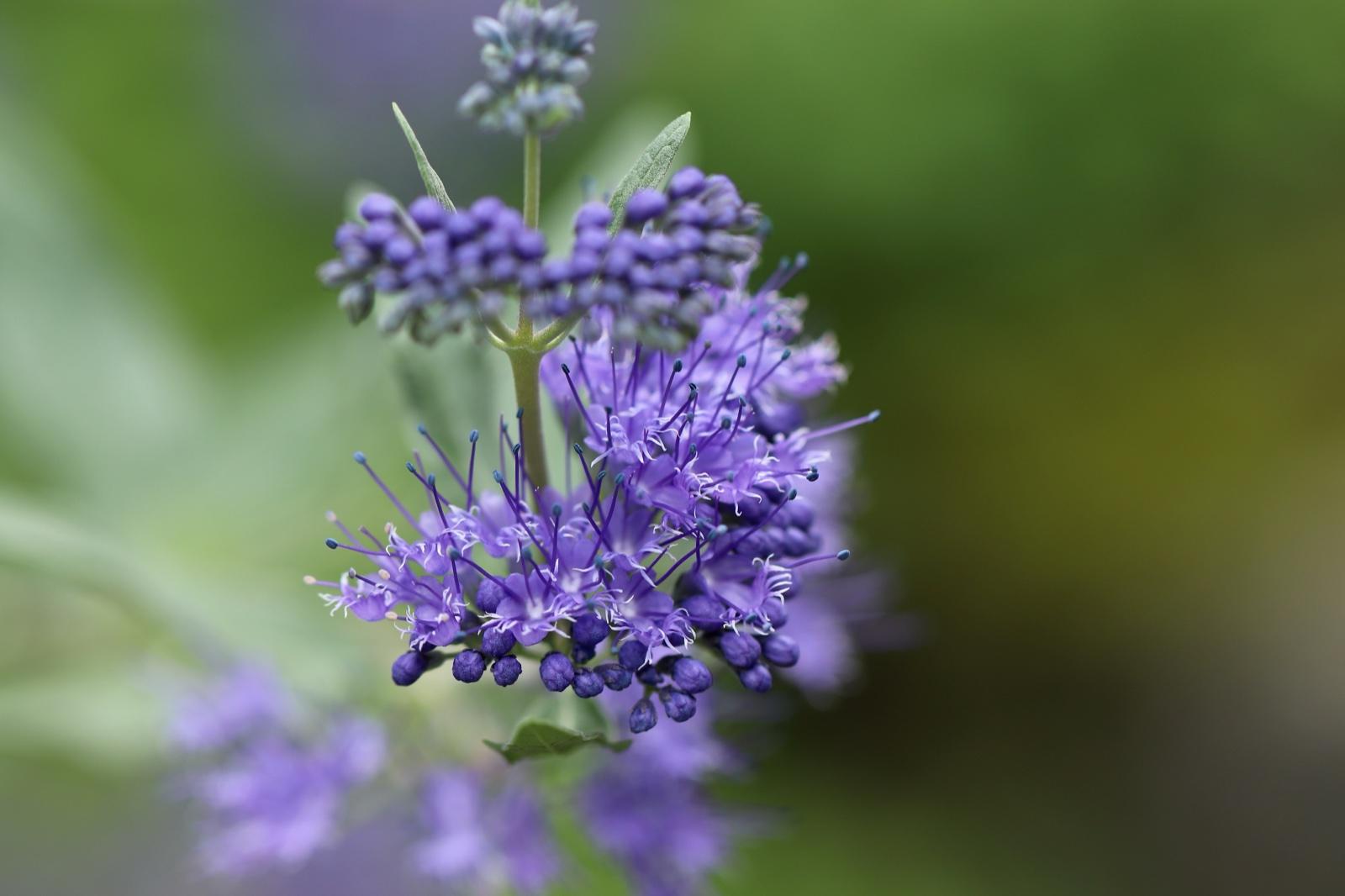 Phacelia