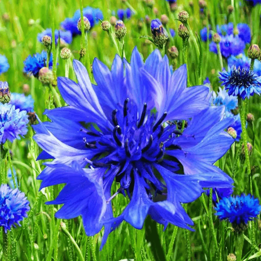 Cornflower