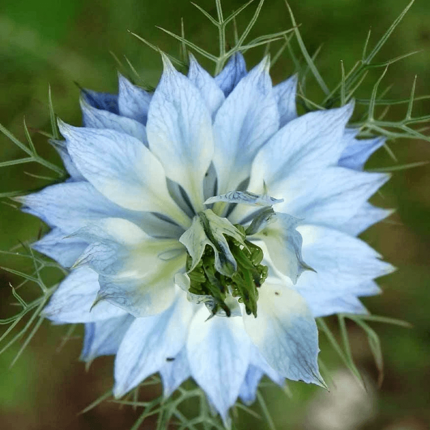 Nigella